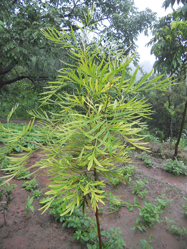 四川省优质银桦树苗尽在观音燕农业合作社;檀香苗;黄花梨树苗