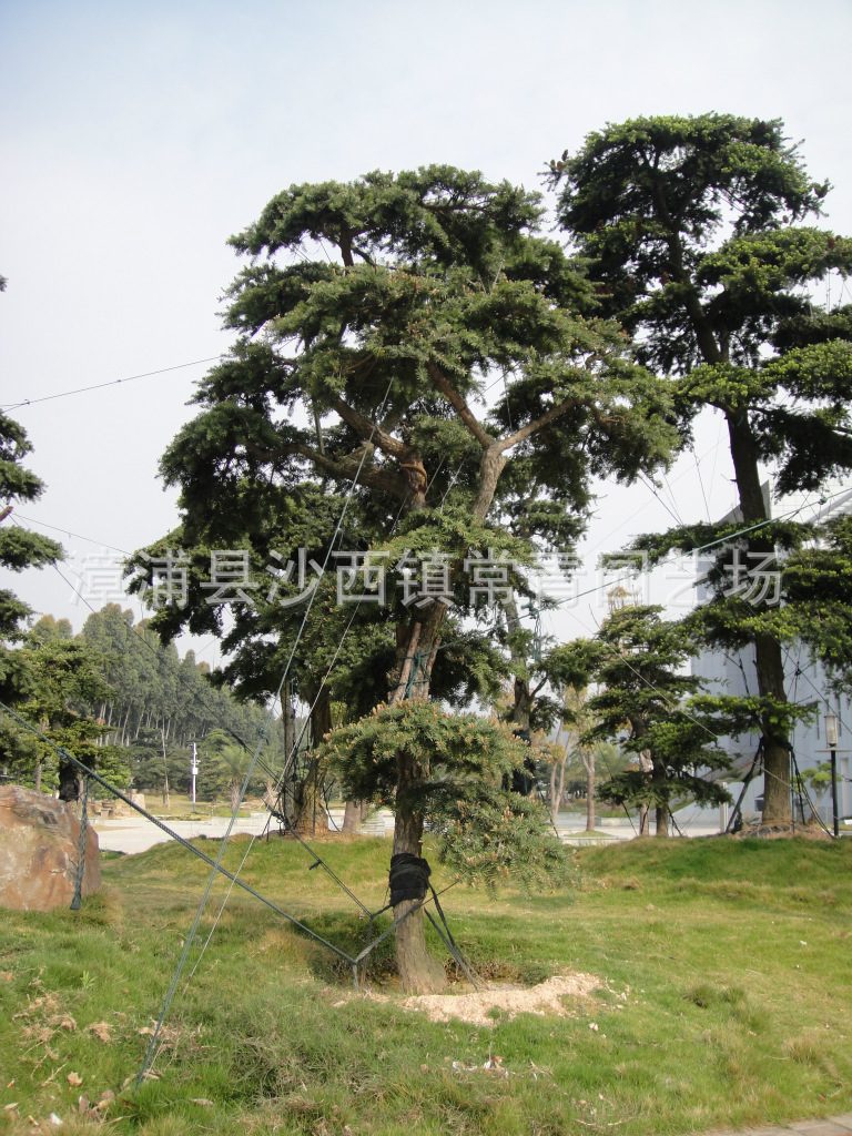 油杉树图片,油杉图片,油杉盆景图片(第13页)_大山谷图库