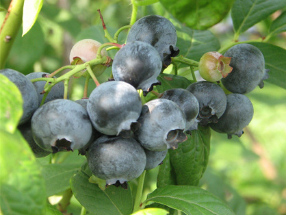 注意 蓝莓和树葡萄也可以李代桃僵 乐尔妮莎