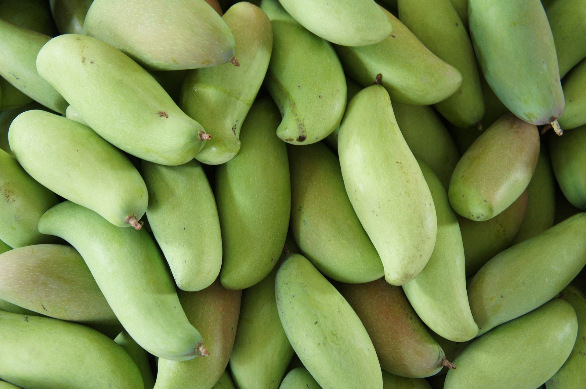 大量供应果汁饮料厂用料的芒果.红象牙.三号芒果.可代收购 代发货