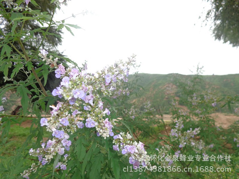 销售荆条花蜂蜜