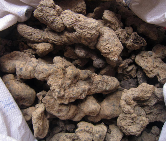 长期供应优质猪苓