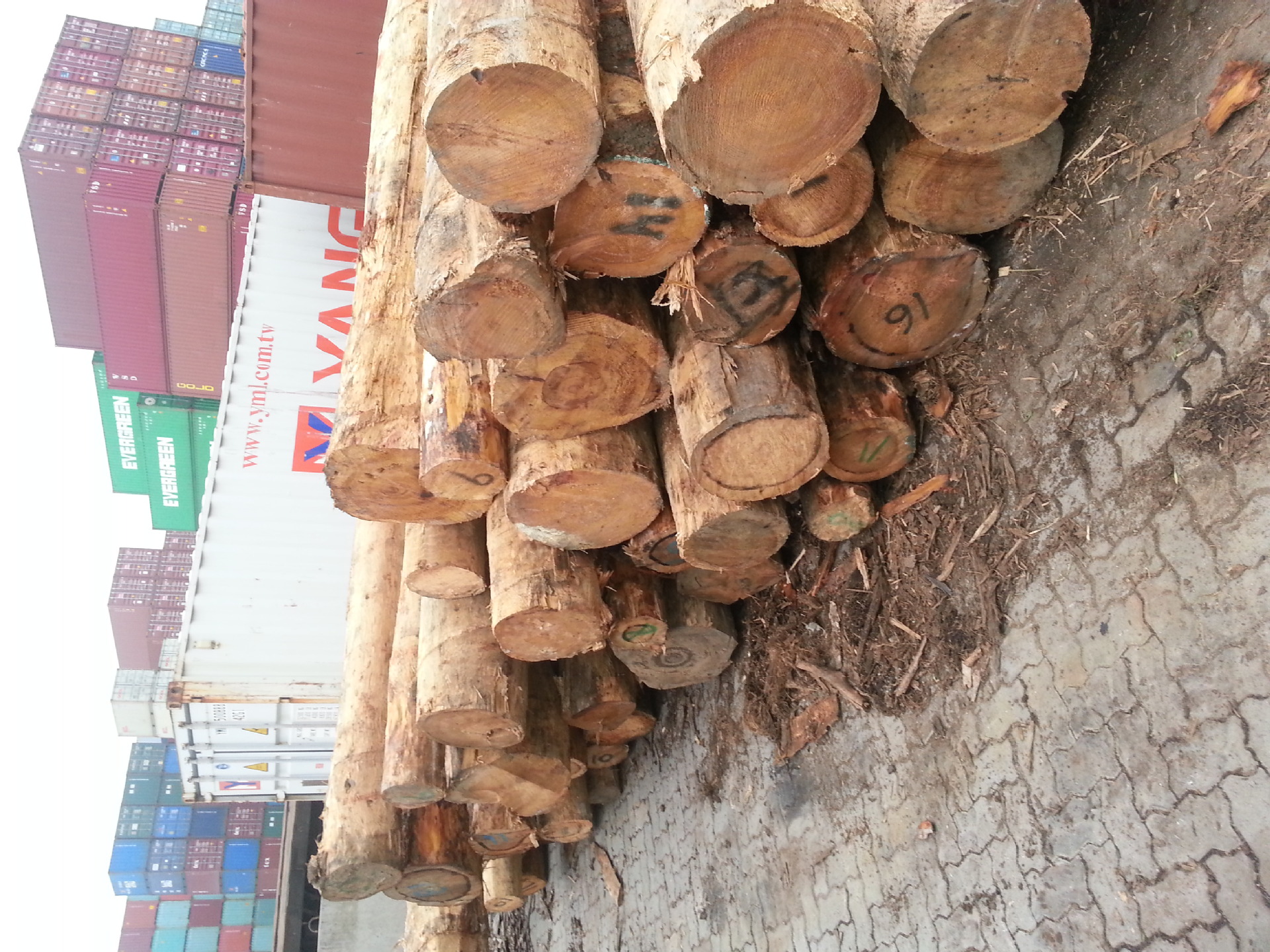 松木原木,软木类,北美材