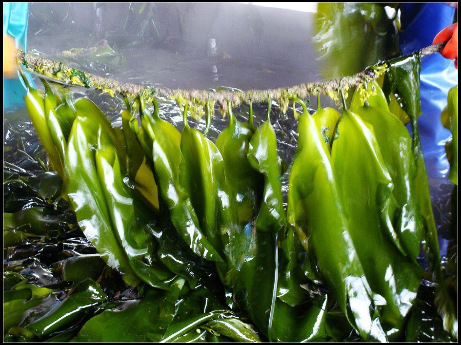 【慈缘生物】供应:海带多糖10%-95%/减肥降脂