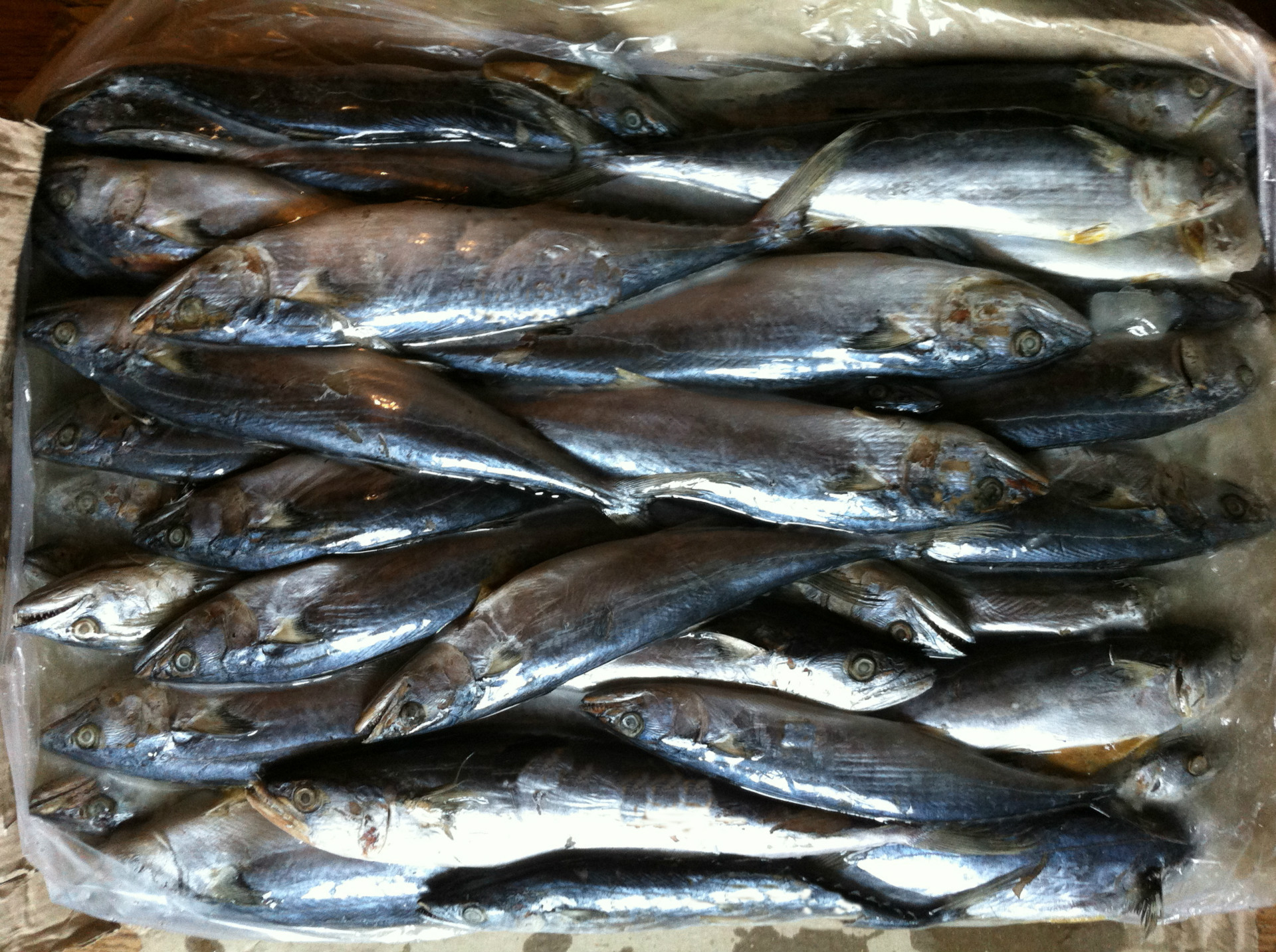 供应职工餐青岛当地小鲅鱼/2吨起订/不含运费及税11000元/吨