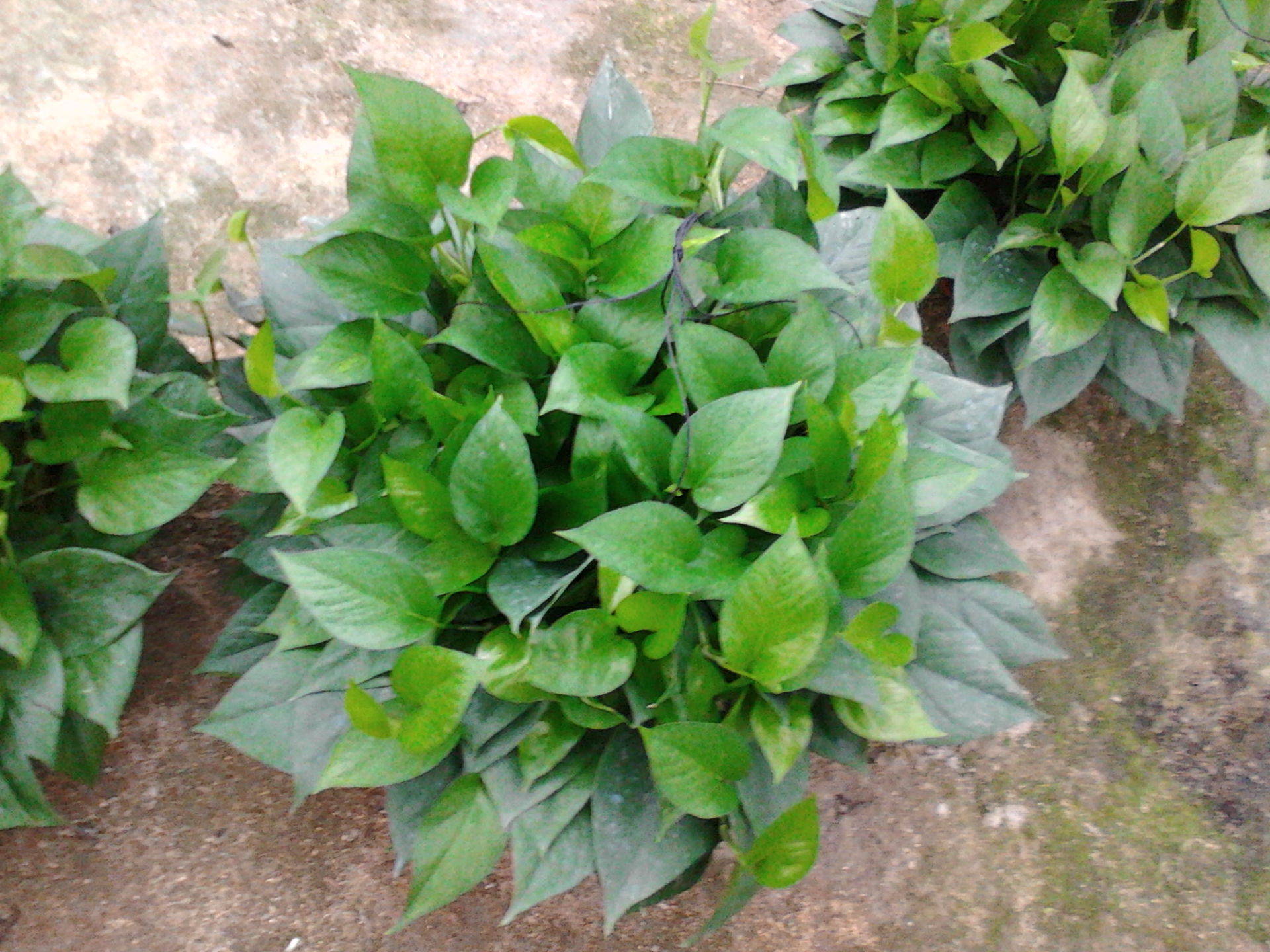 广州鸿声花场,专业生产高质量180绿萝,360绿萝