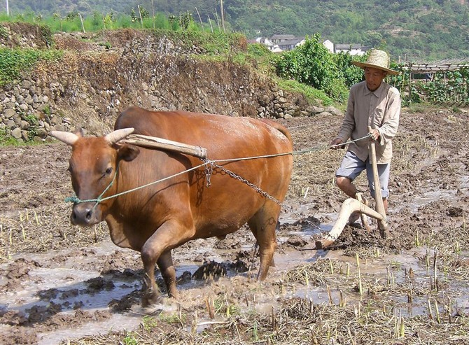 耕田那时是父亲的事了.