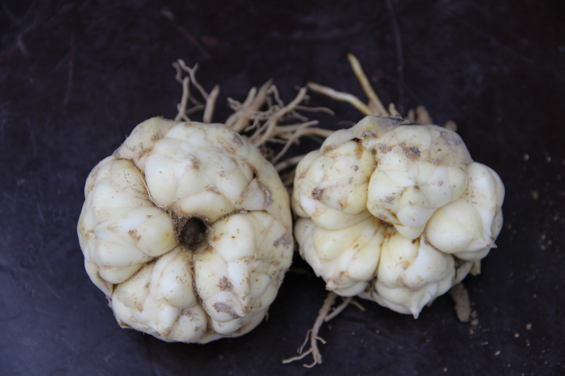 高产种球]大量批发龙山百合种球卷丹百合种球1号头年种高产量