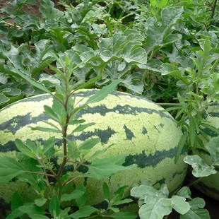 植物提取物-厂家供应西瓜霜 mirabilitum praeparatum-植物.