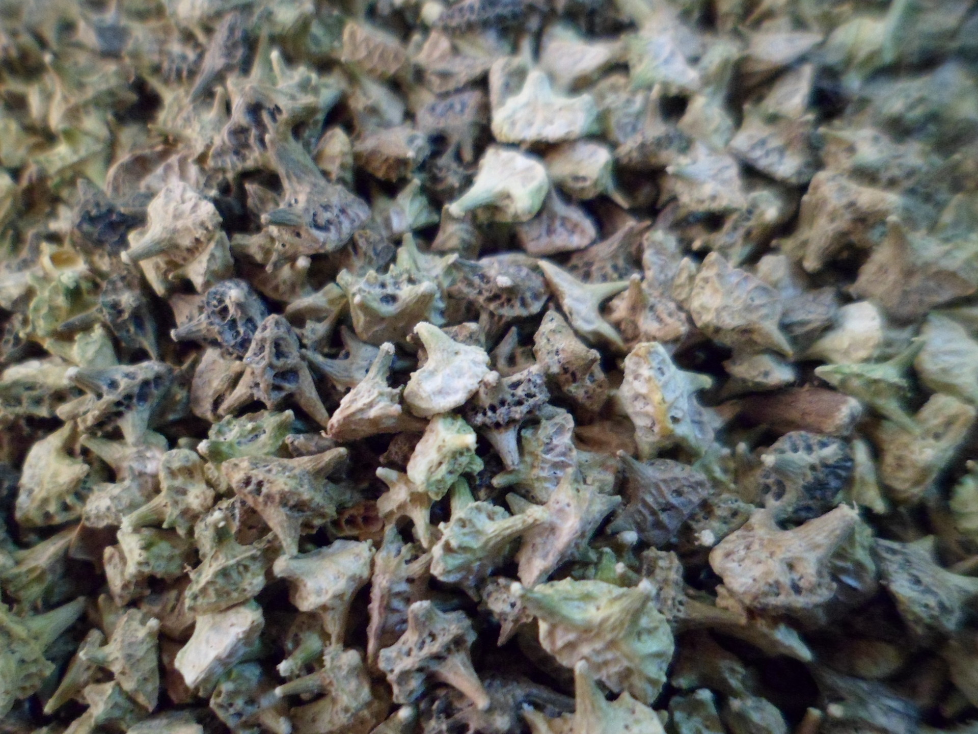 批发供应中药材 中药 白蒺藜