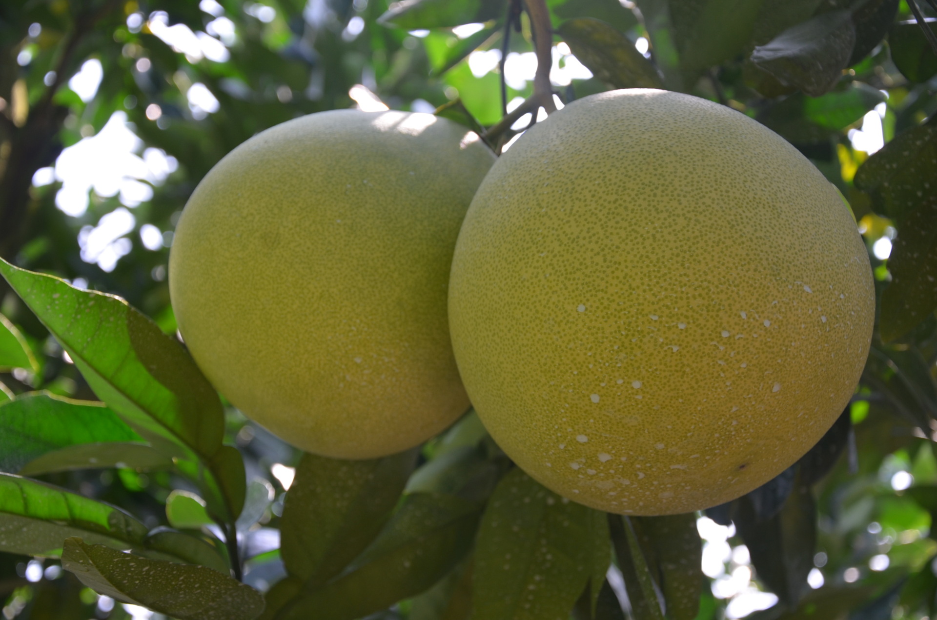 刚采摘未包装白肉蜜柚