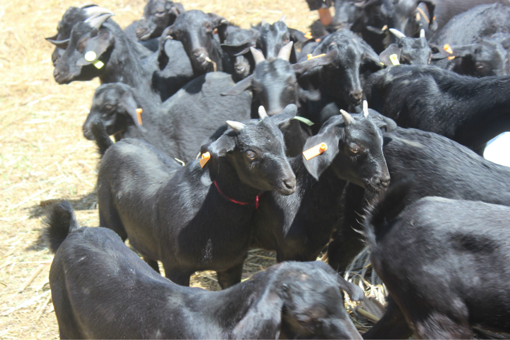 黑山羊2015新春订货 大耳 努比亚 金堂黑 肉用 种用农户直销