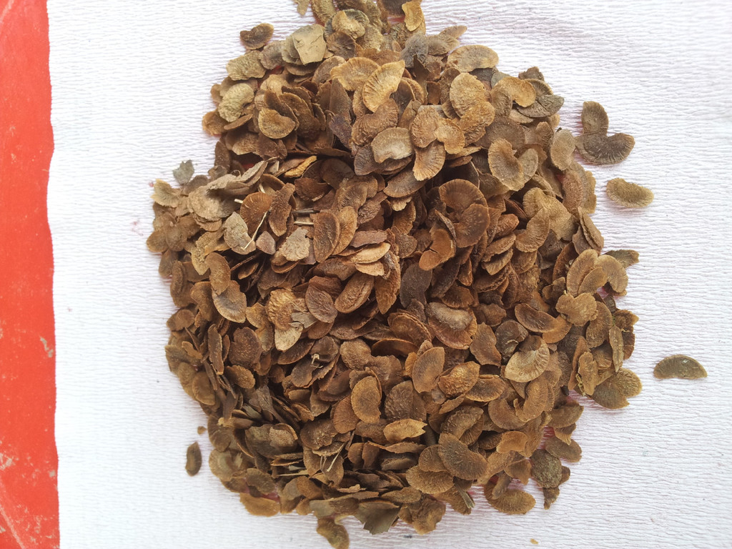 木荷种子 木荷苗(防火林树种)