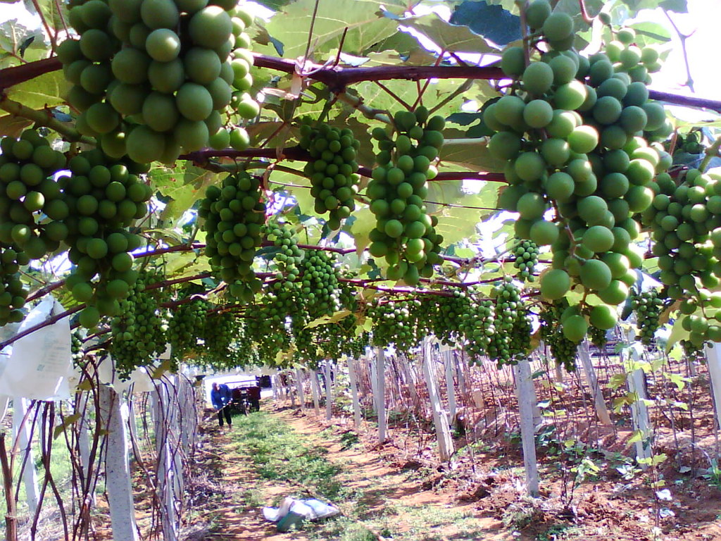 青提基地6月早熟供应青提批发青提葡萄