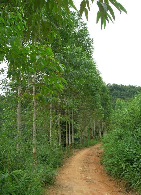 東莞苗場專業生產大量供應桉樹樹苗尾葉桉地苗量大從優