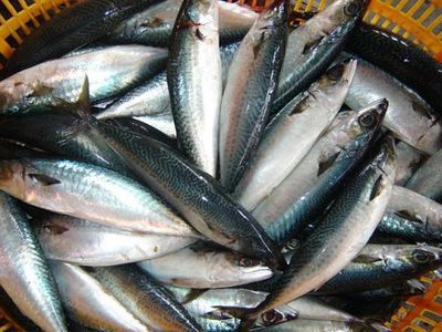 物美价廉营养美味鲭鱼