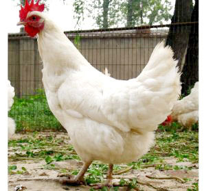 蛋鸡鸡苗 蛋鸡 蛋鸡 海兰褐 农大3号蛋鸡苗