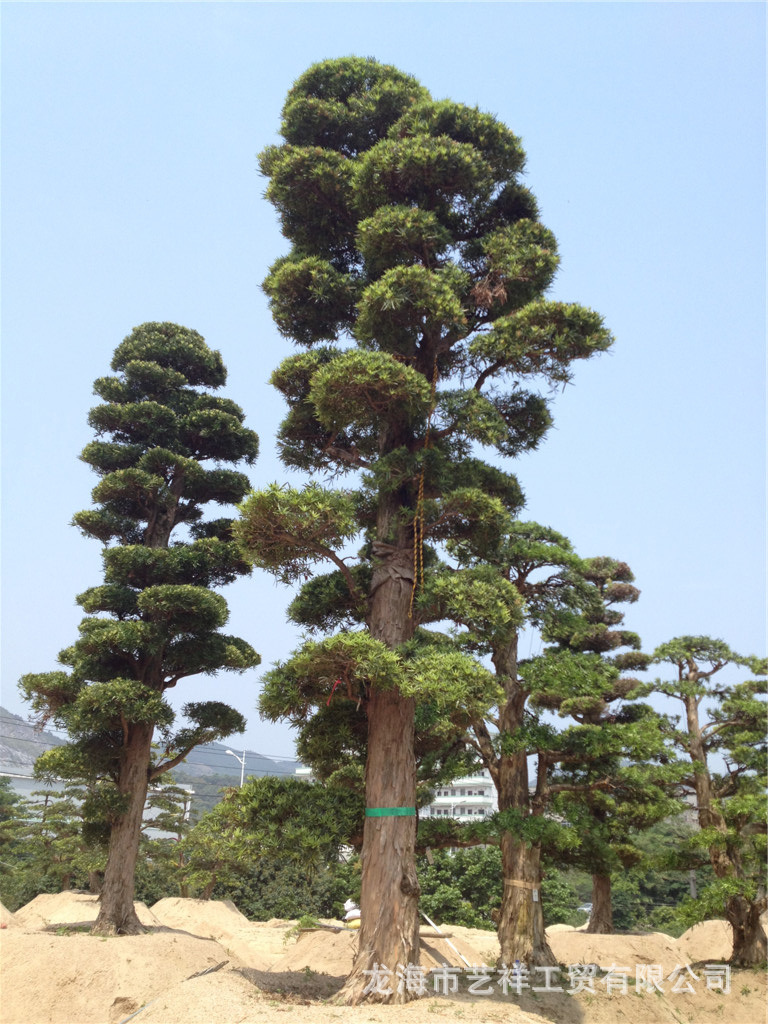 培植各類綠化喬木,包括日本進口羅漢松,日本進口黑松,榕樹(大葉榕