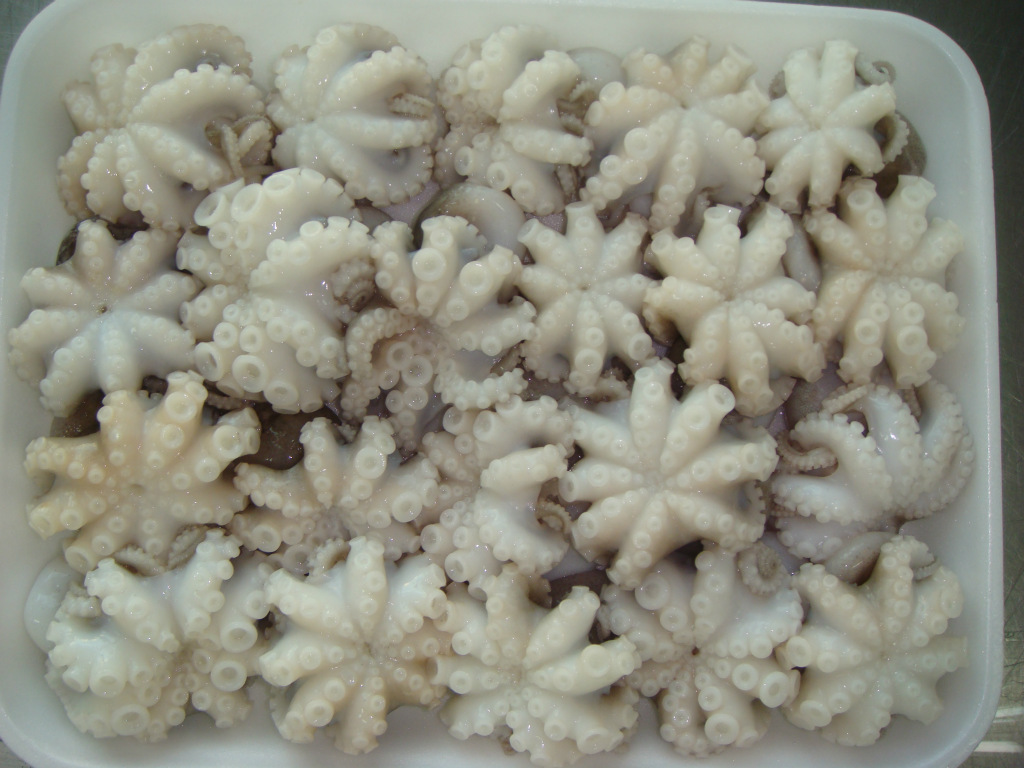 供应 冻小章鱼花 高质量可供五星级酒店使用