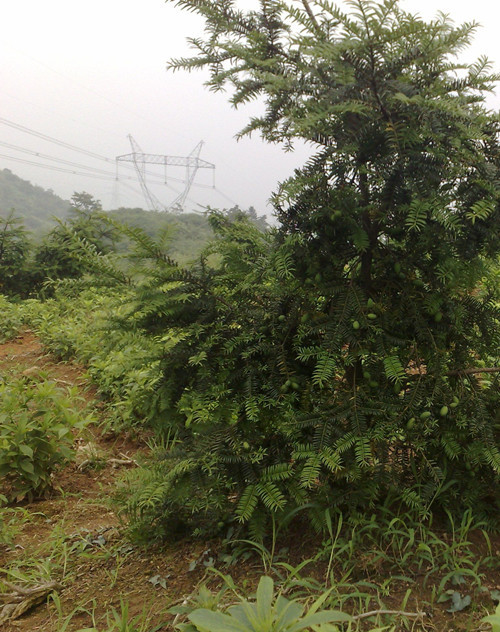 香榧嫁接技术,榧树嫁接技术,香榧嫁接红豆杉技术(第8页)_大山谷图库