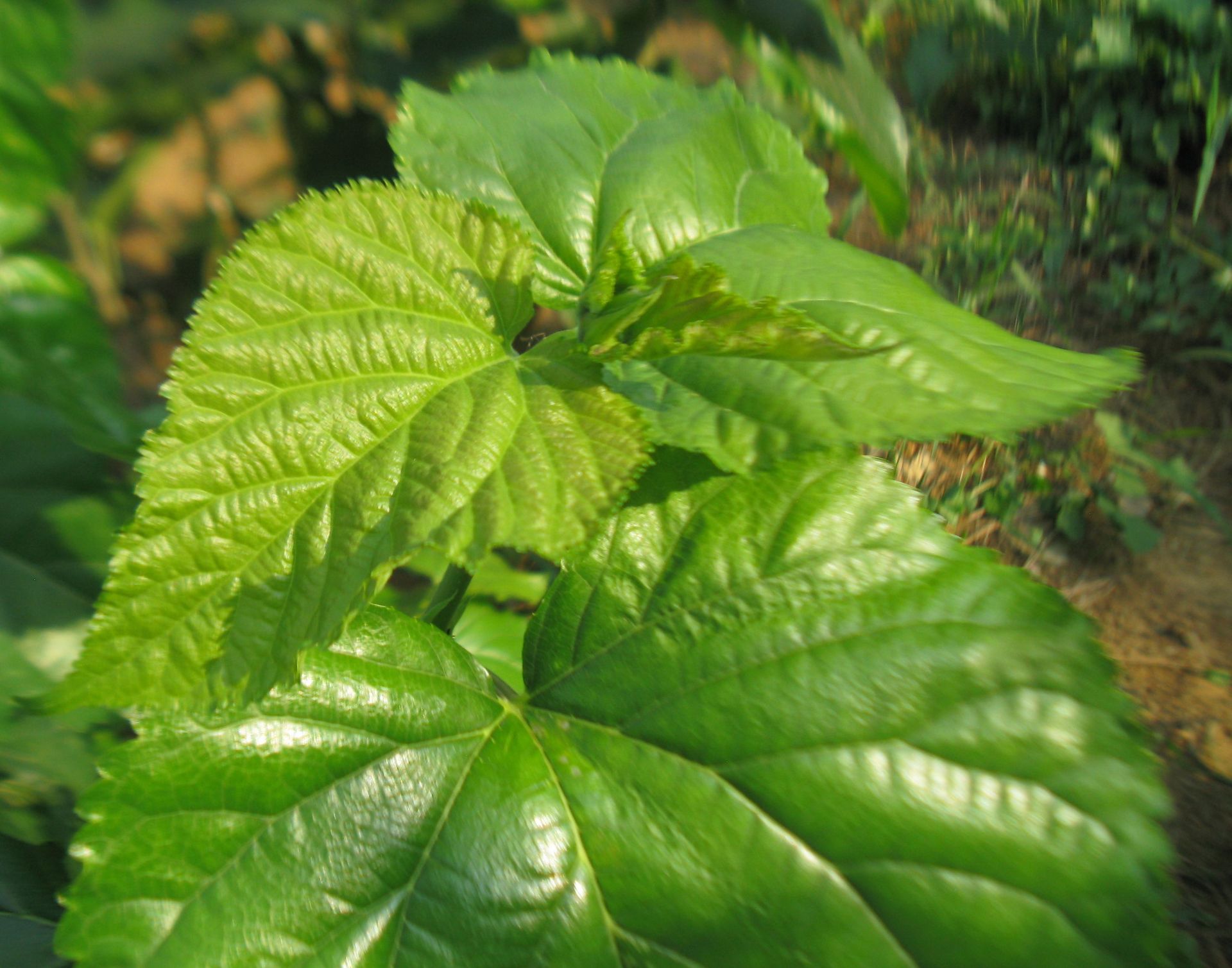 秋冬桑叶茶 散装 包装 预售20公斤起批