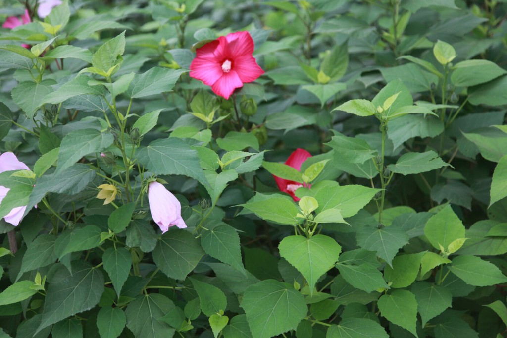 廠家直銷 宿根花卉 地被植物 信譽保證 量大從優 大花秋葵圖片大全