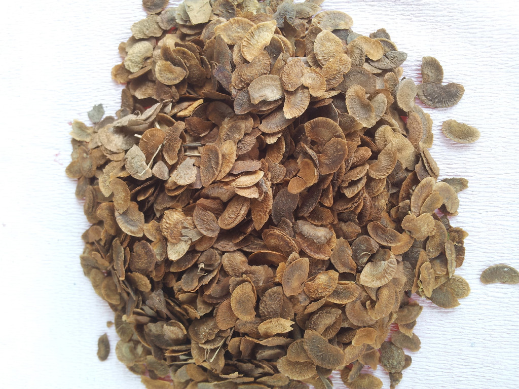 木荷种子 木荷苗(防火林树种)