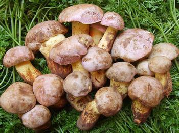 主要别名有大脚菇,白牛头,黄乔巴,炒菌,也称大腿蘑,网纹牛肝菌,属于真