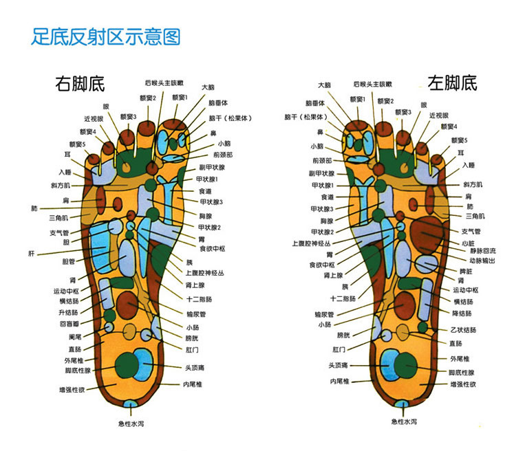 2,通过脚底的病理反射区穴位,摩擦发热,温热有助于身体健康,并有消炎