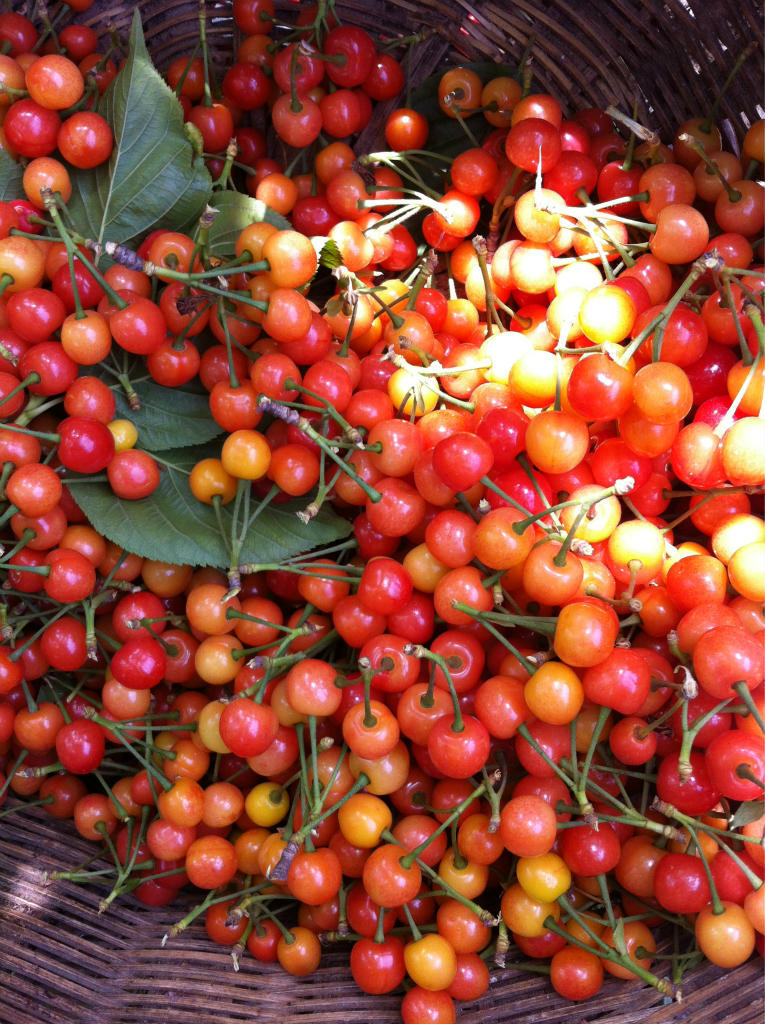 纯天然无公害樱桃大量供应