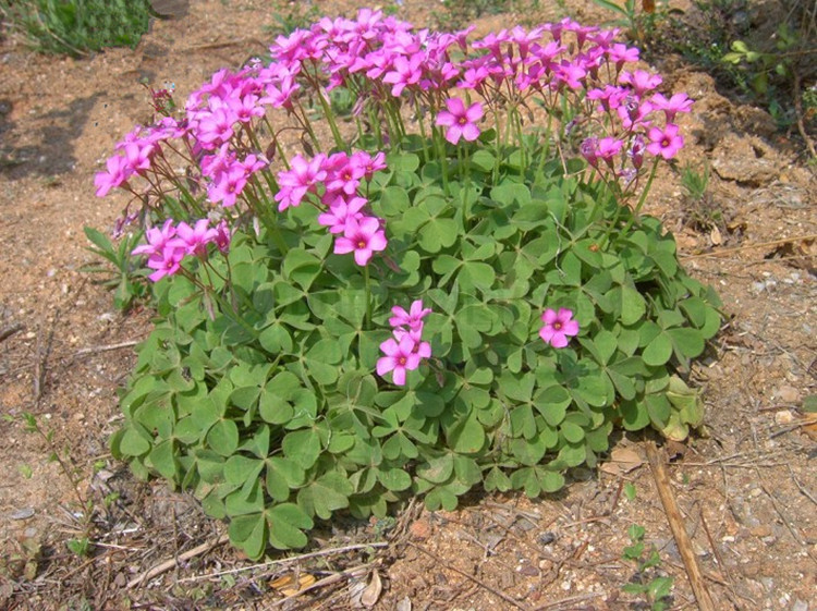 苗圃直销宿根地被植物 红花酢浆草又名三叶草 每丛3