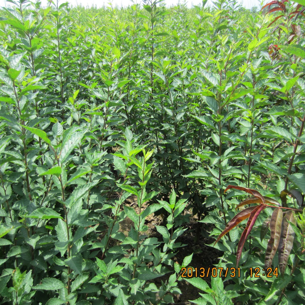 北京营养钵榆叶梅价格 杯装重瓣榆叶梅小苗图片 供应西北园林绿化