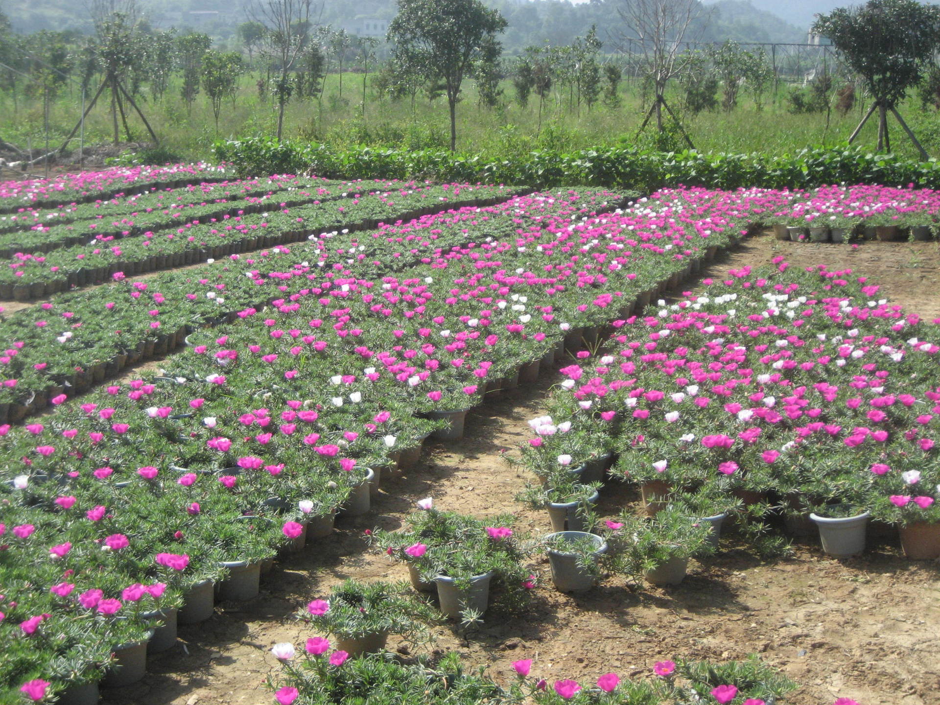 花草租擺 長沙花卉租賃 長沙花卉價格