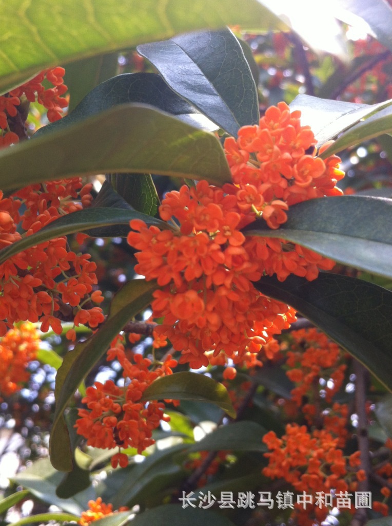 批发供应园林绿化乔木胸径5公分桂花树形精美货源足价格优