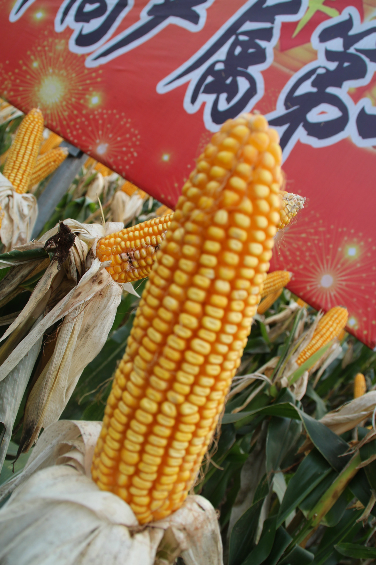 品质优良,容重高达809克,高产稳产,国审德利农988玉米种子