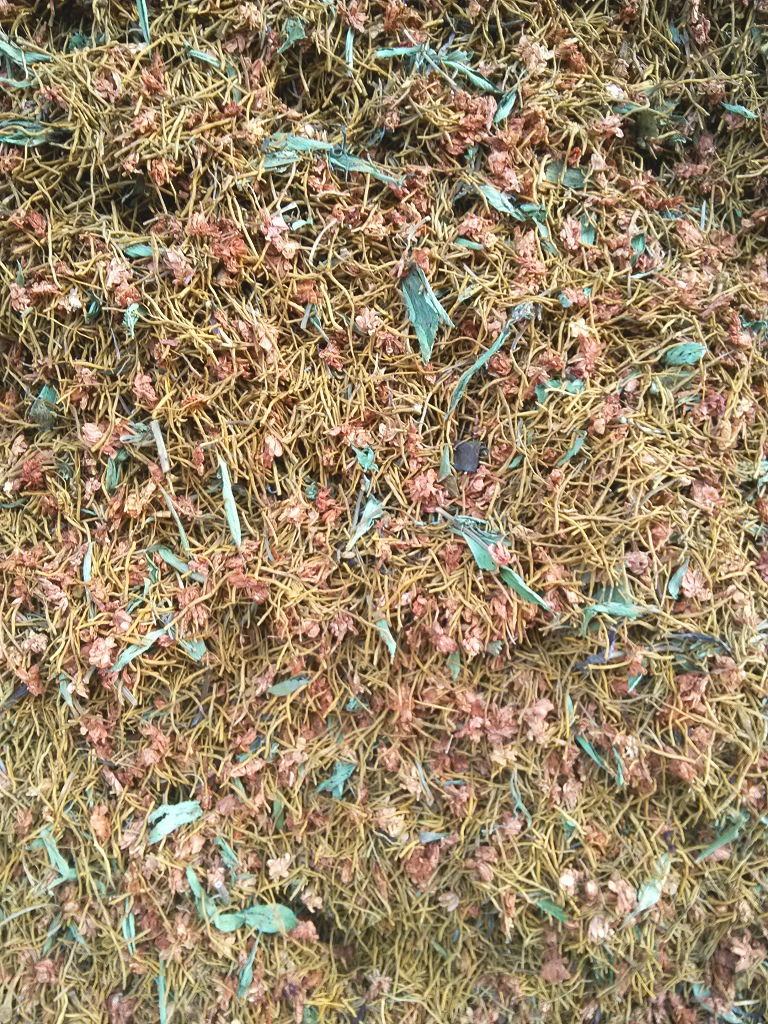 黄龙草 清肝润肺植物原材料黄龙草 黄龙茶 黄龙根