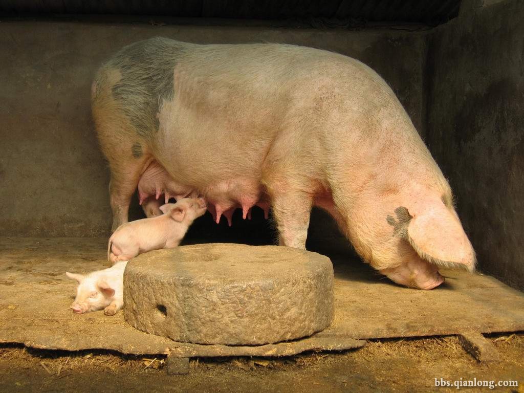 【供应土猪 家猪 三元猪 生猪】价格,厂家,图片