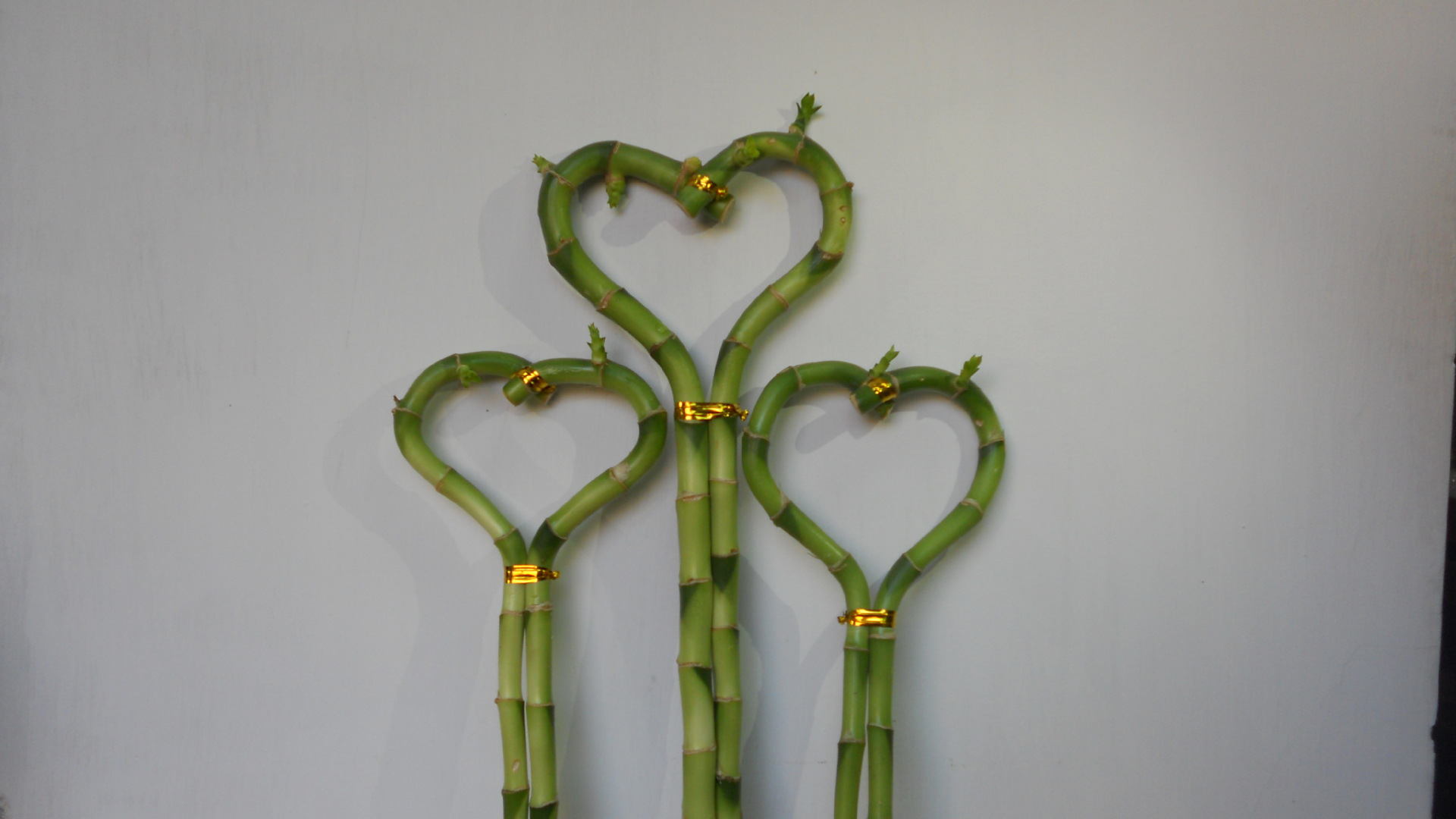 供应高品质心形富贵竹(转运竹,开运竹,龙竹)