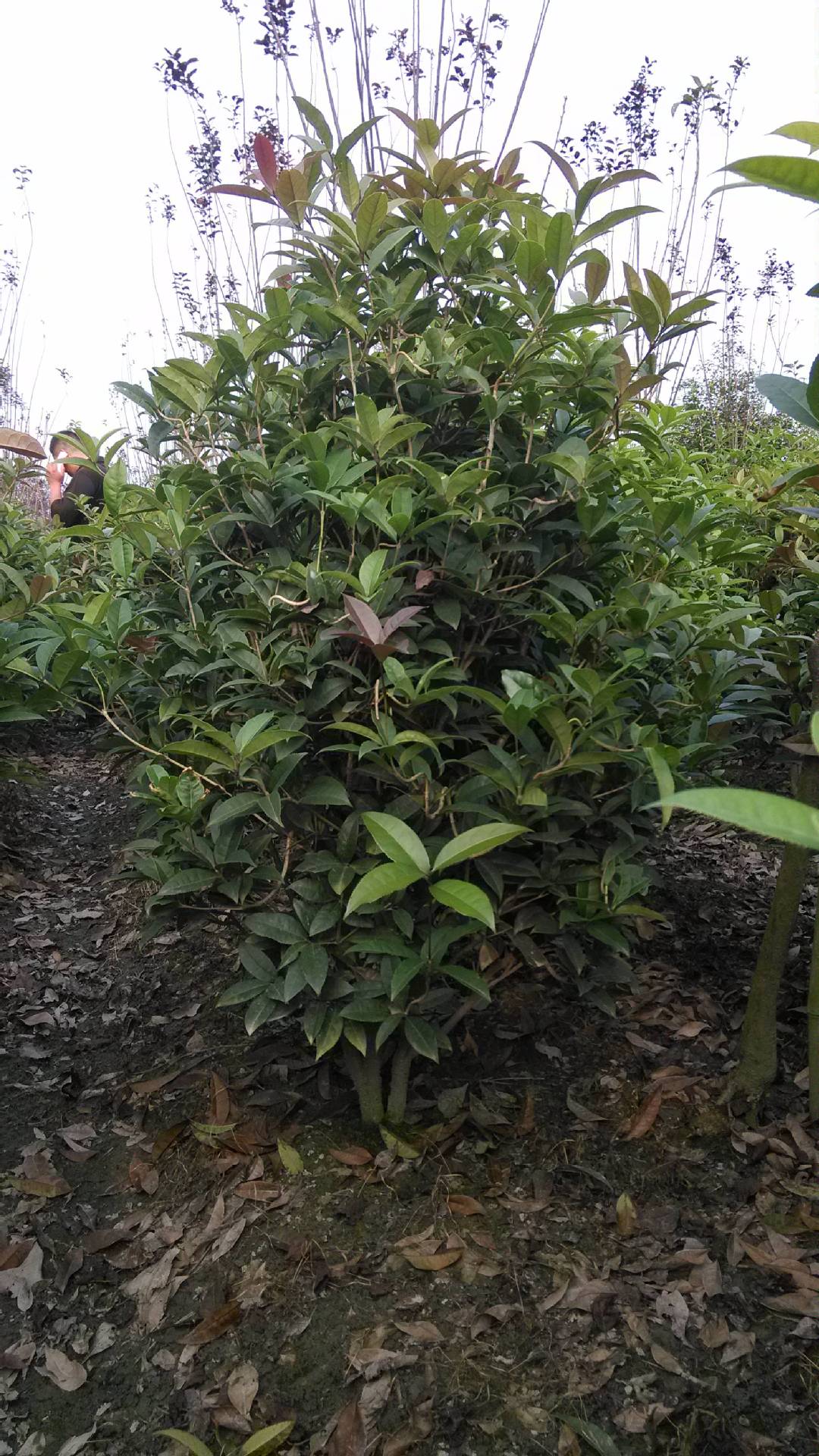 灌木 龙桂地笼子桂花 青颠子桂花地笼子