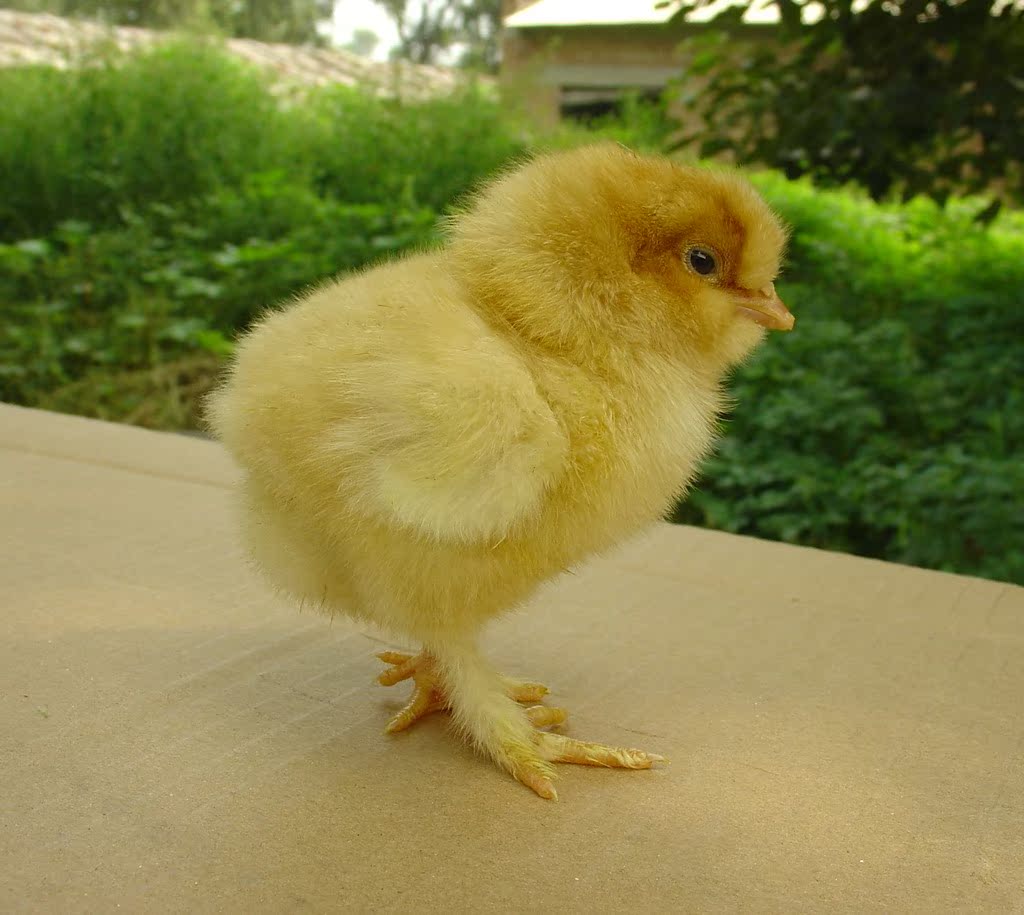 供应北京油鸡(中华宫廷黄鸡)雏鸡 成活率高 抗病力