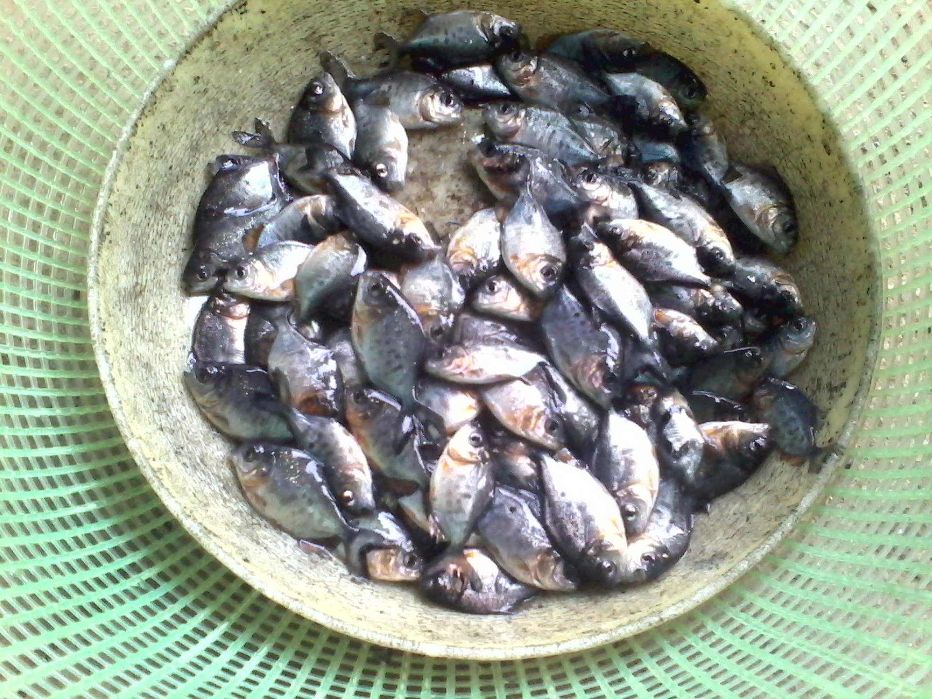 供应淡水白鲳鱼苗 白鲳鱼苗批发