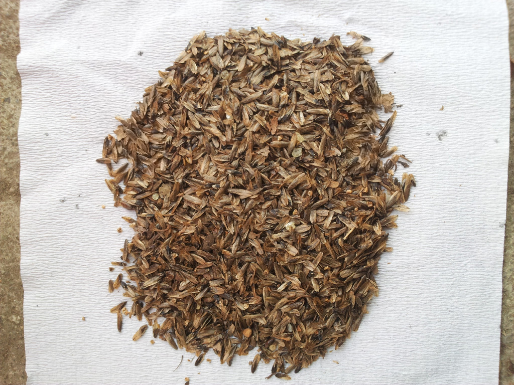 枫香种子网站建设需要的简单介绍