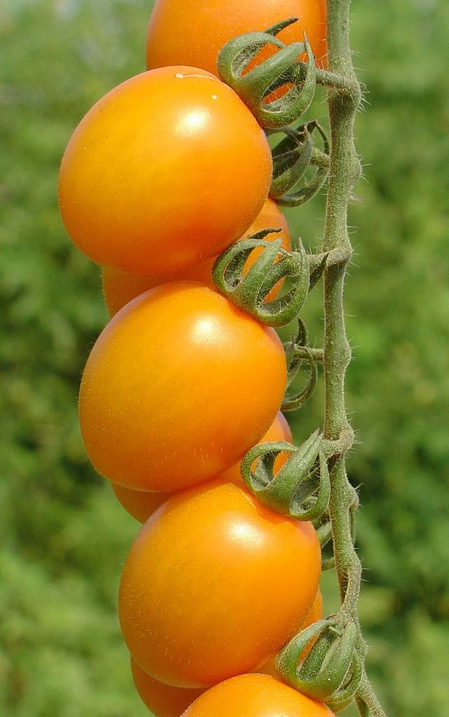 橘子样子的西红柿图片