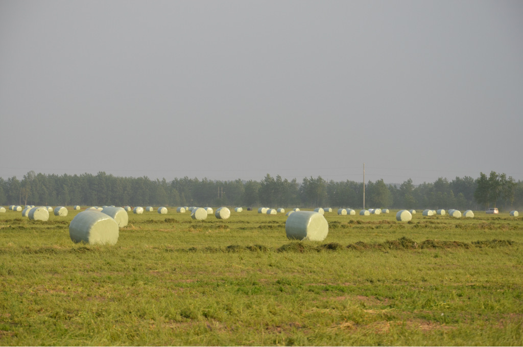 供应草捆特级 半干青贮苜蓿