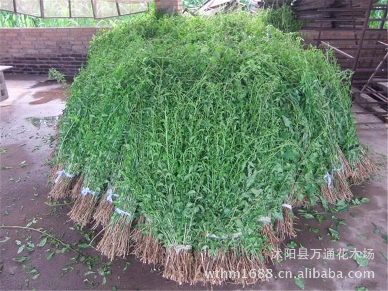 直销正宗宁夏枸杞苗食用枸杞枸杞树苗盆栽地栽枸杞子补肾消疲