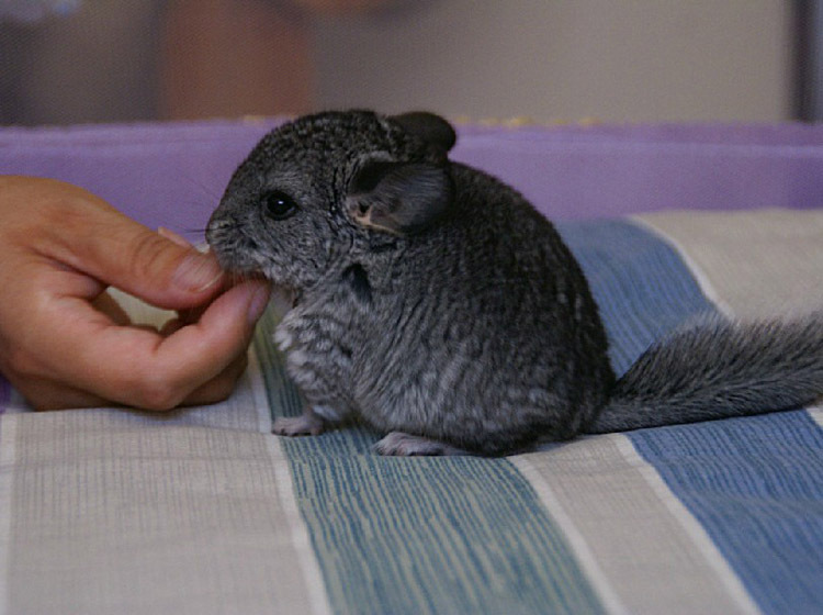 宠物龙猫批发 南美洲栗鼠 龙猫宝宝 纯血统 国内最好的货源 5