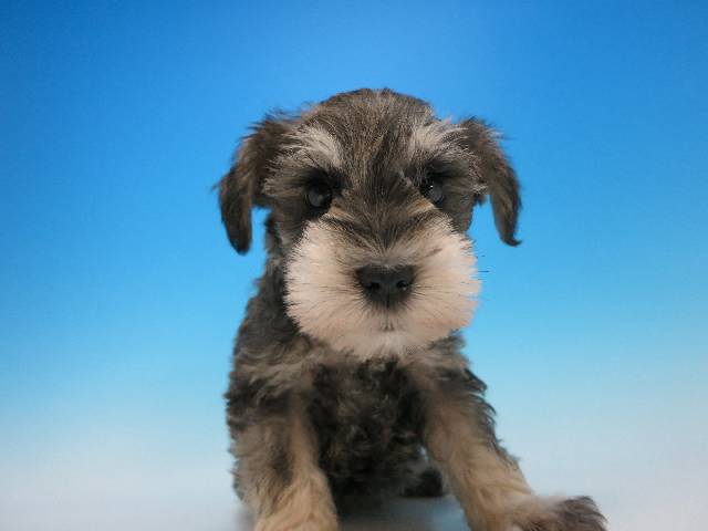 雪纳瑞,宠物狗,宠物狗猫.宠玩具狗,小型犬