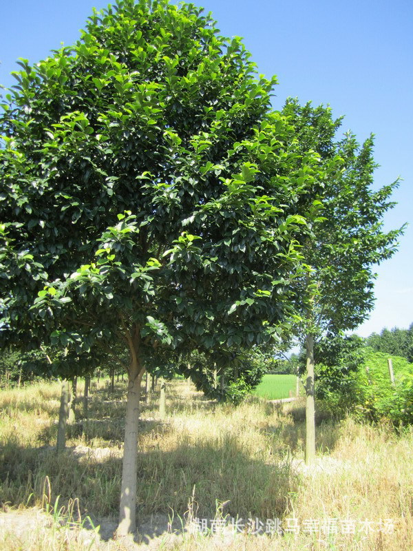 出售8-10-12-15-18-20公分乐昌含笑/景叶白兰