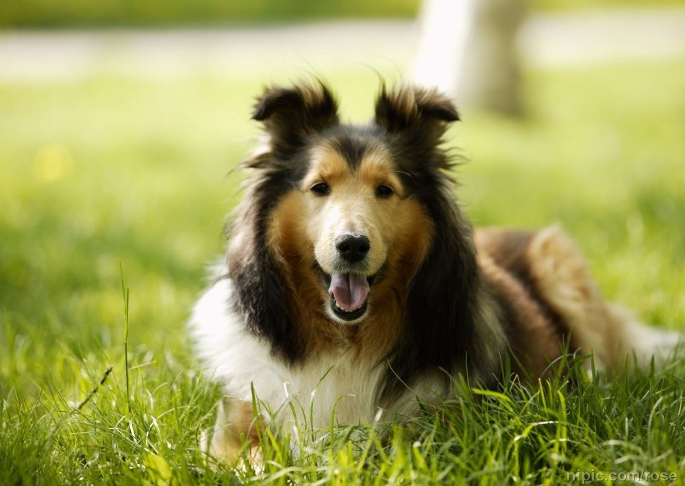 丁兴群(个体经营)