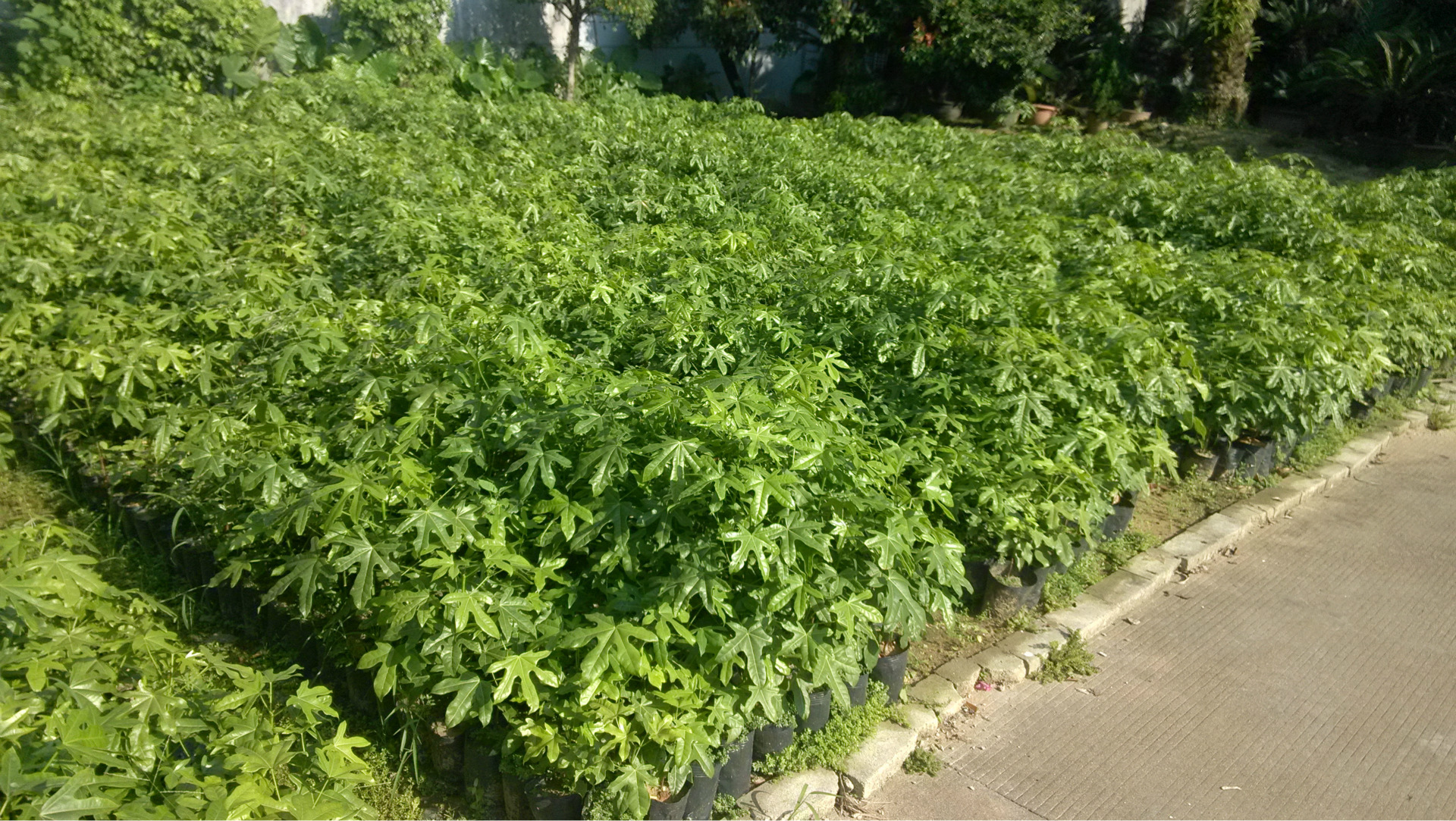 绿林园艺]出售澳洲火焰木苗,数量不限,胸径0.5-1cm, 高100cm